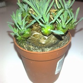 Upolowana Euphorbia 