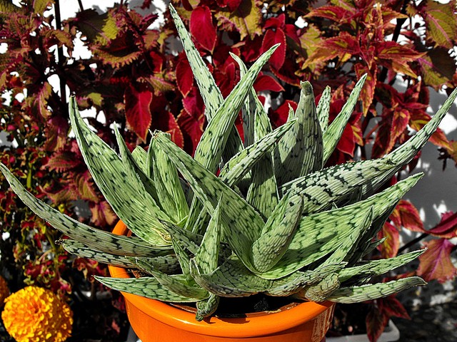 Aloe hybrid tarrington