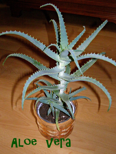 Aloes -   Aloe vera