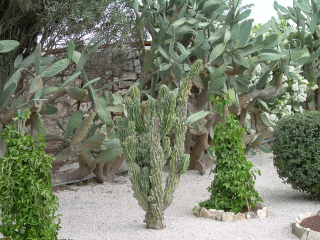 Kaktusy-/G.Tabor/