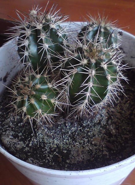kolejny kaktus :)