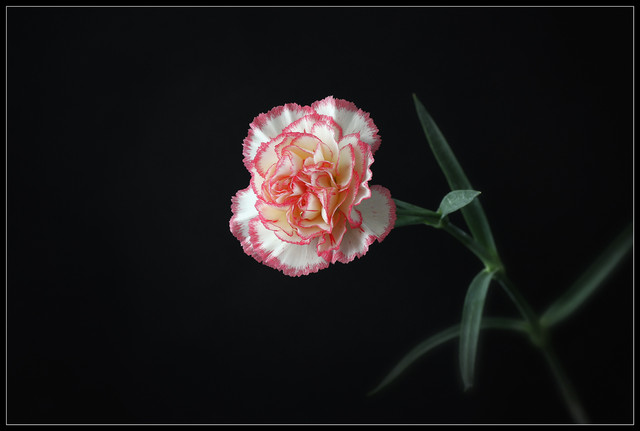 Kultowy kwiat PRL