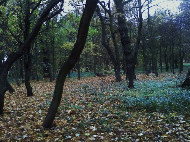 Natura jesienią