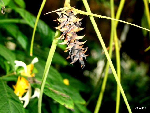 Owoce kwiatu tropiku .Ogr.Botaniczny w Wa-wie.