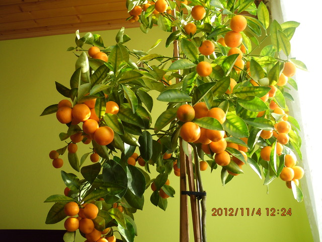 Owoce mojej mandarynki 