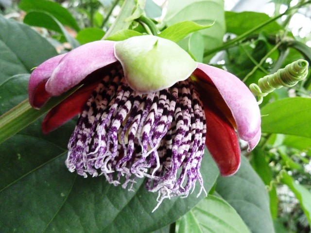 Passiflora alata...