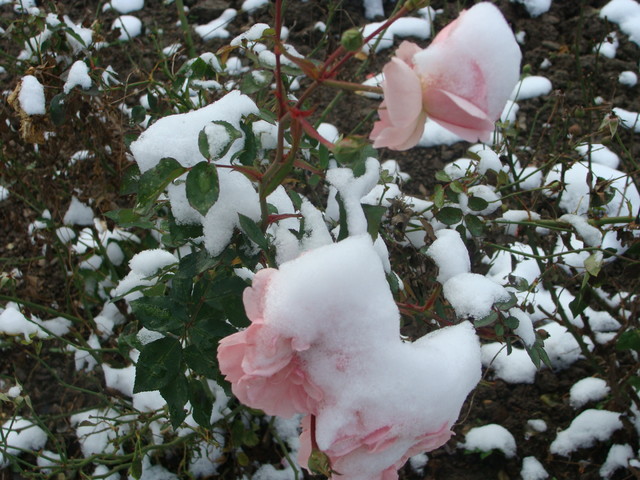 Róża w śniegu...