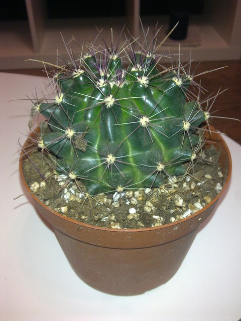 Wielki kaktus :) kupiony:)
