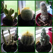 Dostałam od mamy kaktusiki:)))