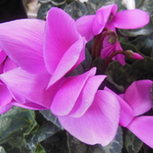 Fijolek w kolorze fiolet