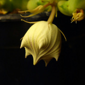 Huernia keniensis (?) - pąk