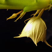 Huernia keniensis (?)