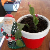 Kaktus Bożonarodzen
