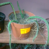 Kaktus wezowy ?