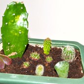 Kaktusiki od m-kriss