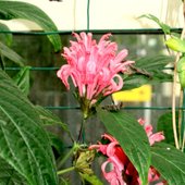 Kwiat tropiku Ogr.Botaniczny w Wa-wie.