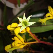 Kwiatek Kangaroo Paw odm.-''Yellow''.