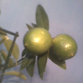 Limonella-owoce z bliska