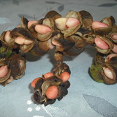 Nasiona Magnolii