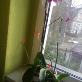 Rosnące Orchidee