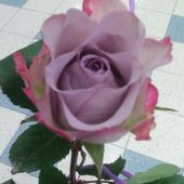 Róża Od Męża :) 