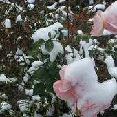 Róża W śniegu...