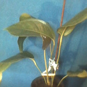 sadzonka anturium scherzera , podobno białe