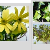Senecio macroglossus variegata