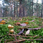 Tylko takie grzybki spotkałam wczoraj w lesie.