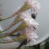 echinopsis  