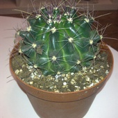 Wielki kaktus :) kupiony:)