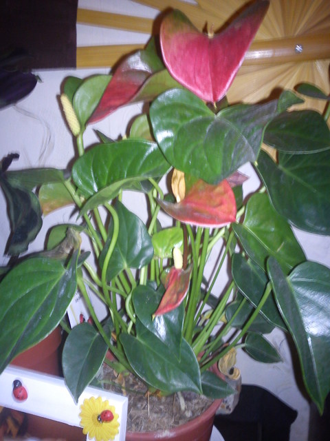 Anthurium czerwone :)
