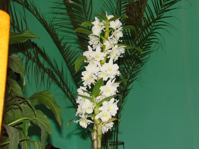 Dendrobium nobile.