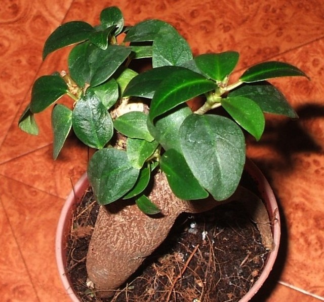Ficus ginseng