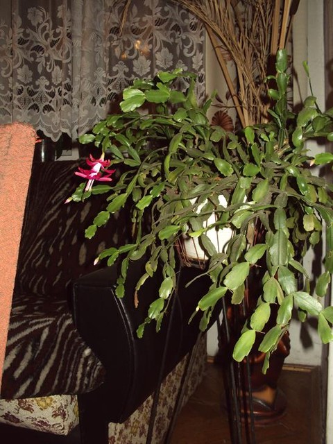 Kaktus Bożonarodzeniowy II