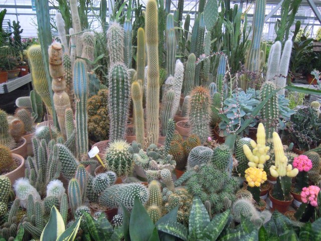 kaktusy...kaktusiki