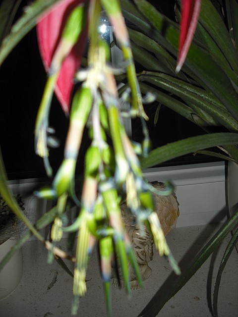 kwiat odmiany ananasowca /w powiększeniu/