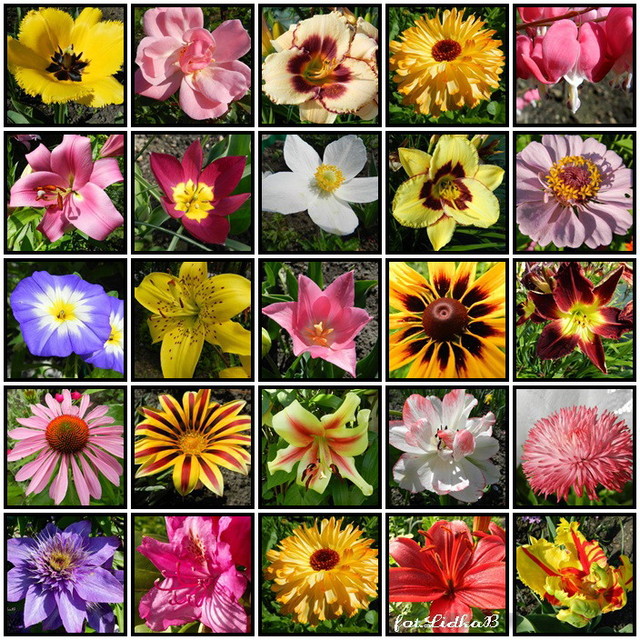 Kwiaty lata 2012      ,liliowce,powojnik,tulipany,
