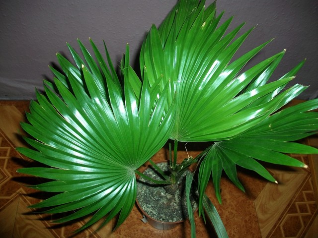  Palma - Livistona (rotundifolia)
