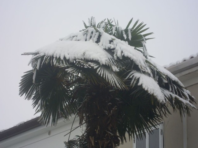 palmy i snieg....