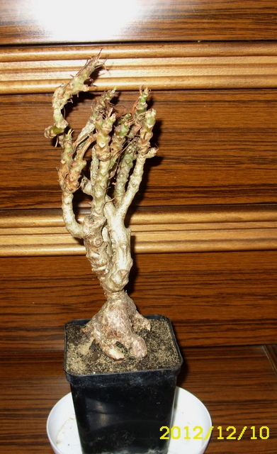 Pelargonium ferulaceum