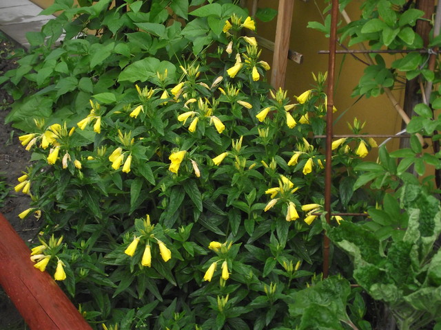 żółte kwiatuszki