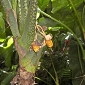 Araceae Tropical