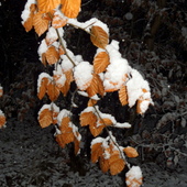 Bukowe listki w pierwszym śniegu.
