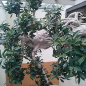 dzrzewko bonsai