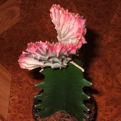 Euphorbia Lactea 'Cristata'