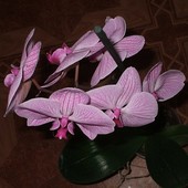 Falenopsis Phalaenopsis ( storczyk )