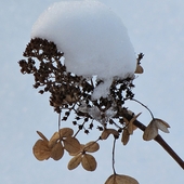 hortensja w zimowej czapuni