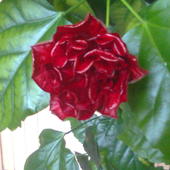 Jeden z kwiatów hibiskusa