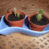 Kaktusiki z nasion